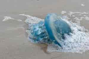 Qualle am Strand