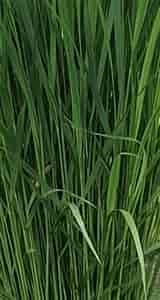 Gras