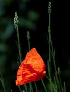 Wilder Mohn wiegt sich im Wind