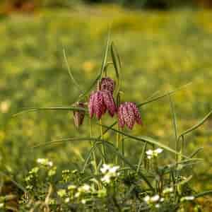 Schachbrett Blume