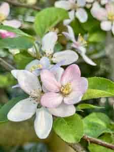 Apfelblüte (iPhone)