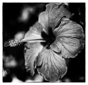 Hibiskus