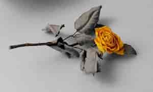 auch Rosen welken