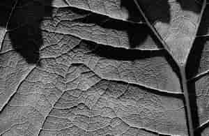 Blatt